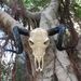Bone-Inspired Bull Head Hanging Ornament-Resin Craft,Lifelike Details,North American Style_maomaolike.com