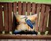 Blue Heron In The Golden Hour Throw Pillow Machine Washable, Indoor Outdoor Decorative Pillow For Couch, Bed Or Patio, 14Hx14W_maomaolike.com