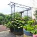 Metal Garden Arch Garden Arbor Trellis Climbing Plants Support Rose Arch Black_maomaolike.com
