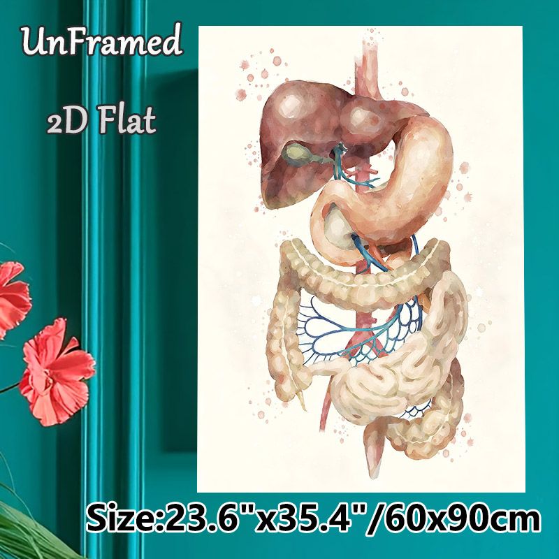 Digestive System Painting Poster, Soft-toned Watercolor Anatomical Poster, Clear Display Of Digestive Organs, Ideal For Medical Office And Study Space_maomaolike.com