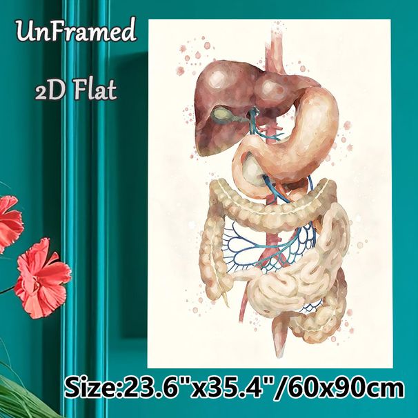 Digestive System Painting Poster, Soft-toned Watercolor Anatomical Poster, Clear Display Of Digestive Organs, Ideal For Medical Office And Study Space_maomaolike.com