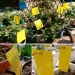 20-50 10x20cm Double-Sided Sticky Traps - Non-Toxic Fly & Bug Catchers, Durable Yellow Polypropylene Boards For_maomaolike.com