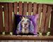 English Setter King Of Mardi Gras Throw Pillow Machine Washable, Indoor Outdoor Decorative Pillow For Couch, Bed Or Patio, 14Hx14W_maomaolike.com