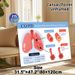 COPD Themed Medical Educational Painting Poster, Clear Informative Illustrative Medical Chart Poster, Visual Guide Explaining COPD Conditions_maomaolike.com