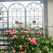 4 Pack Metal Garden Trellis 86.7" X 19.7" Rustproof Trellis For Climbing Plants Outdoor Flower Support Black_maomaolike.com