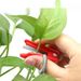 Fruit Vegetable Grape Pruning Thumb Picking Vegetables Fruits Small Guillotine Knife For Peeling Beans And Cucumbers_maomaolike.com