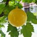 1/12pcs Outdoor Fruit Catcher Ball Pest Control Sticky Traps Hanging Fly Bee Wasps Trap Garden Orchard Lawn Care Supply_maomaolike.com
