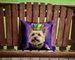 Cairn Terrier King Of Mardi Gras Throw Pillow Machine Washable, Indoor Outdoor Decorative Pillow For Couch, Bed Or Patio, 14Hx14W_maomaolike.com