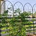 2 Pack Metal Garden Trellis 78.7" X 19.7" Rustproof Trellis For Climbing Plants Outdoor Flower Support Black_maomaolike.com