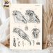 Equine Skull Anatomy Painting Poster, Vintage Detailed Black-and-White Anatomical Illustration Poster, Informative Educational Decor Suitable For_maomaolike.com