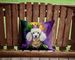 White Poodle King Of Mardi Gras Throw Pillow Machine Washable, Indoor Outdoor Decorative Pillow For Couch, Bed Or Patio, 14Hx14W_maomaolike.com