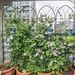 2 Pack Metal Garden Trellis 78.7" X 19.7" Rustproof Trellis For Climbing Plants Outdoor Flower Support Black_maomaolike.com