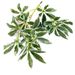 Cross-border Popular Artificial Fortune Leaves For Home Decor, Green Plant Arrangements, Wealth-attracting Displays,_maomaolike.com