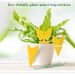 Double-Sided Special-Shaped Sticky Insect Yellow Board Trap For Fruit Flies Small Black Thrips And Other Pests_maomaolike.com
