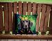 Flat-Coated Retriever King Of Mardi Gras Throw Pillow Machine Washable, Indoor Outdoor Decorative Pillow For Couch, Bed Or Patio, 14Hx14W_maomaolike.com