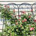 2 Pack Metal Garden Trellis 86.7" X 19.7" Rustproof Trellis For Climbing Plants Outdoor Flower Support Dragonfly Deco Black_maomaolike.com