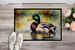 Mallard Doormat Front Door Mat Indoor Outdoor Rugs For Entryway, Non Slip Washable Low Pile, 24H X 36W_maomaolike.com