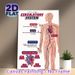 Circulatory System Painting Poster, Informative Clear Labeled Anatomical Illustration Poster, Educational Design To Learn Human Circulatory Structure_maomaolike.com