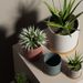 Nordic Style Morandi INS Ceramic Flower Pot Succulent Plant Modern Simple Personality Green Radish Rose Tray_maomaolike.com