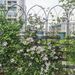 4 Pack Metal Garden Trellis 78.7" X 19.7" Rustproof Trellis For Climbing Plants Outdoor Flower Support Black_maomaolike.com