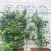 4 Pack Metal Garden Trellis 86.7" X 19.7" Rustproof Trellis For Climbing Plants Outdoor Flower Support_maomaolike.com