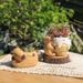 Succulent Resin Flower Pot, Desktop Cartoon Decorative Ornament, Outdoor Garden Decoration_maomaolike.com