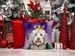 Old English Sheepdog King Of Mardi Gras Throw Pillow Machine Washable, Indoor Outdoor Decorative Pillow For Couch, Bed Or Patio, 14Hx14W_maomaolike.com