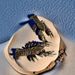 Brass Crawfish Pet Personalized Tea Table Premium Teapot Lid Fish Tank Office Creative Ornament_maomaolike.com