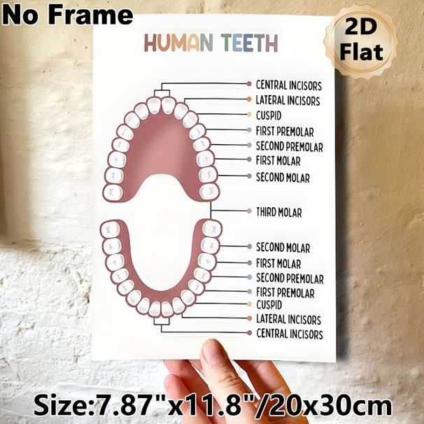 Human Teeth Educational Painting Poster, Clear Labeled Minimalist Poster, Informative Dental Anatomy Reference Ideal For Dental Clinics, Study Spaces_maomaolike.com