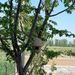 New Handmade Woven Small House Bird's Nest Ornament Garden Miscellaneous Decoration Outdoor Homestay Decor_maomaolike.com