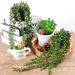 Fake Hanging Plants Artificial Succulent Lover's Tears Fake Plants Pearl String Beads Potted Plants_maomaolike.com