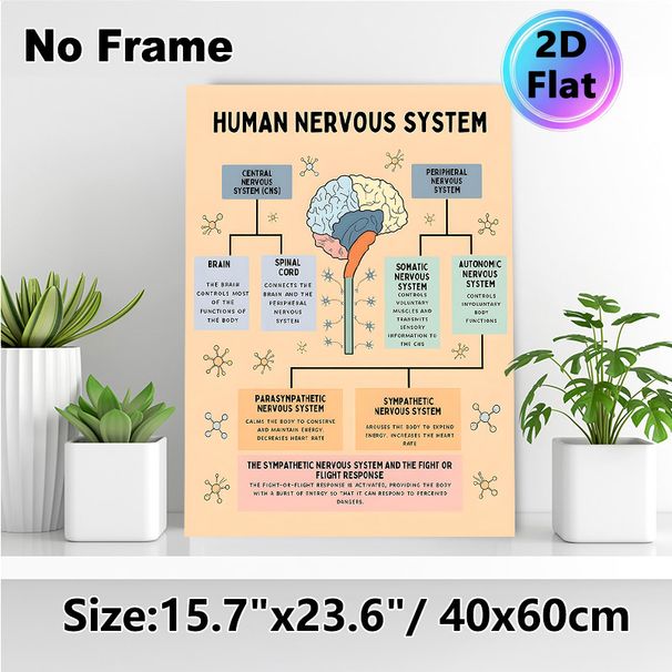 Human Nervous System Painting Poster, Informative Color-coded Educational Diagram Poster, Detailed Nervous System Structure Guide, Suitable For Study_maomaolike.com