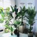 LED Angel Ring Plant Light 6 Inch Full Spectrum Plant Grow Light Indoor Large Pot Plant Fill Light_maomaolike.com