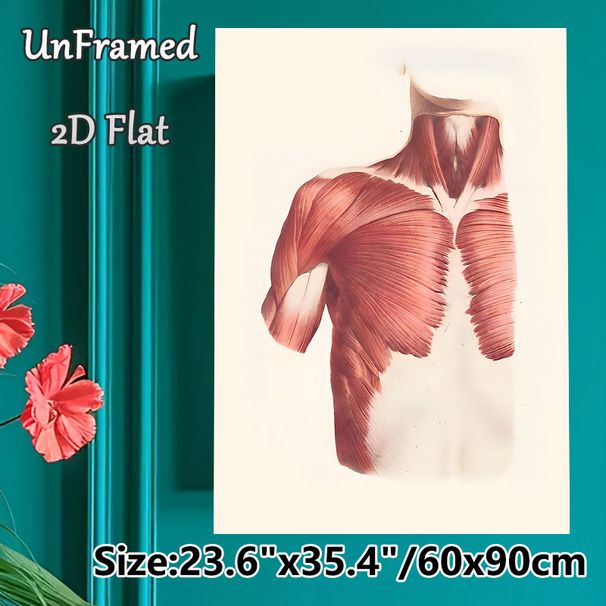 Human Upper Torso Muscle Anatomy Painting Poster, Detailed Vintage-style Anatomical Illustration Poster, Educational Reference Ideal For Medical_maomaolike.com