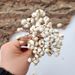【Little Fruit】Ume Nordic Homestay Dried Flower Decorative Plant Fruit Handmade Brooch Material Little White Bean_maomaolike.com