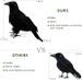 Halloween Birds, Black Feathered Crows, Realistic Looking Halloween Decoration Birds_maomaolike.com