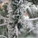 Snow Flocked Christmas Tree 7ft Artificial Hinged Pine Tree With White Realistic Tips Unlit_maomaolike.com