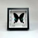 Simulation Butterfly Specimen European Style Decorative Painting DIY Photo Frame Desktop Home Decoration Birthday Gift_maomaolike.com