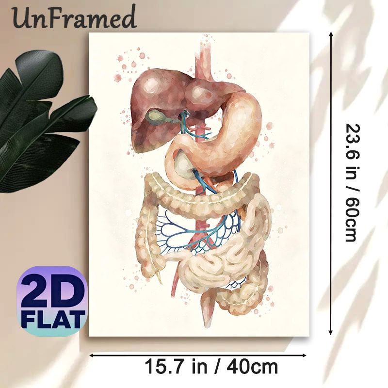 Digestive System Painting Poster, Soft-toned Watercolor Anatomical Poster, Clear Display Of Digestive Organs, Ideal For Medical Office And Study Space_maomaolike.com