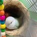 Straw Woven Nest For Lovebirds, Budgerigars, And Finches, Pearl Grass Small Nest, Breeding Box, Winter Warm Bird Cage_maomaolike.com
