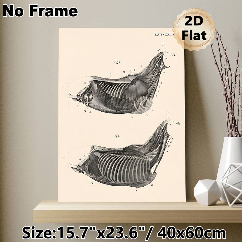 Equine Thoracic Anatomy Painting Poster, Vintage Monochrome Labeled Equine Chest Muscle & Skeletal Illustration Poster, Informative Medical Artwork_maomaolike.com