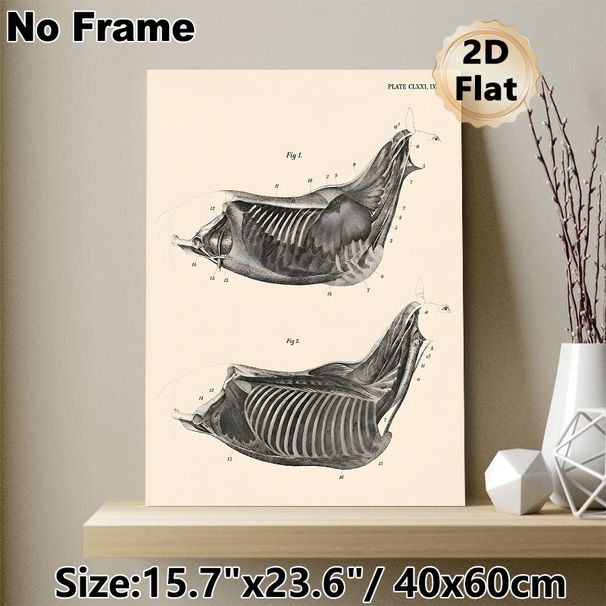Equine Thoracic Anatomy Painting Poster, Vintage Monochrome Labeled Equine Chest Muscle & Skeletal Illustration Poster, Informative Medical Artwork_maomaolike.com