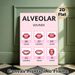 Alveolar Sounds Educational Painting Poster, Clear Illustrated Phonetics Poster, Visual Reference For English Pronunciation Learning, Suitable For_maomaolike.com