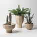 Nordic Style Tall Ceramic Vase Flower Pot Indoor Planter Green Radish Cactus Potted Plant With Holes Orchid_maomaolike.com