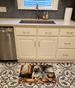 Shar Pei Fall Kitchen Pumpkins Memory Foam Kitchen Mat Machine Washable Anti-Fatigue Mat Cushion Comfort Bath Mat Or Kitchen Rug_maomaolike.com