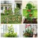 97 * 120cm Outdoor Climbing Plant Garden Fence, Green Horticultural Climbing Trellis, Flower Growth Support Frame_maomaolike.com
