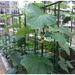 120 * 120 * 60cm Square Plant Climbing Frame, Climbing Pole, Cage Shaped Support Frame, Outdoor Garden Pavilion Shaped Rattan Frame_maomaolike.com