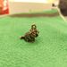 Brass Roaring Creative Keychain Zodiac Tiger Carving Ornament Pendant Antique Style Small Bronze Artifact_maomaolike.com