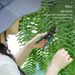 CPAI Gardening Shears Pruning Garden Special Tool Fresh Flower Scissors_maomaolike.com