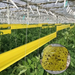 10Mx10CM Double-Sided Adhesive Barrier Tape Insect Proof Trap Home Garden Supplies Pest Control Prevent Aphid Ants_maomaolike.com